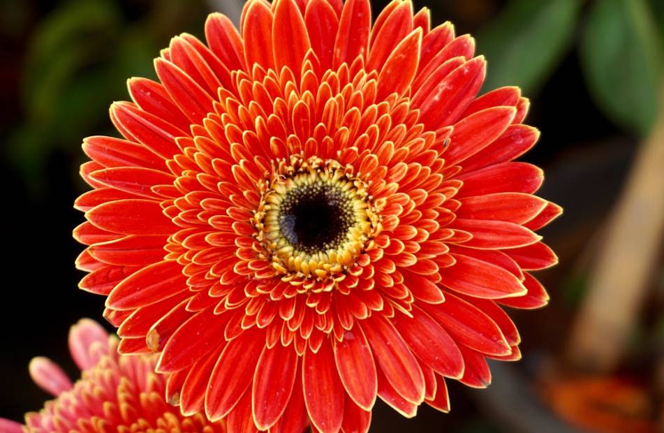 ilustrasi gerbera (pexels.com/Digital Buggu)