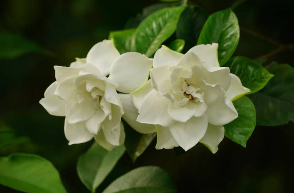 ilustrasi gardenia (pexels.com/Duy Le Duc)