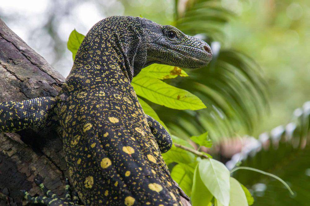 Habitat Biawak Papua (a-z-animals.com)