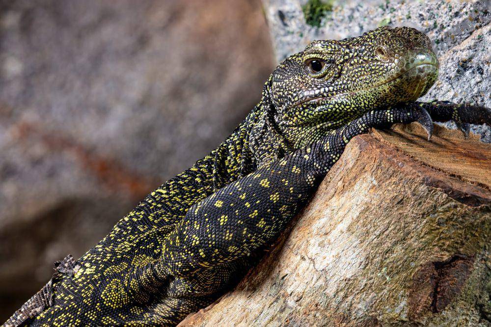 Biawak Papua memanjat pohon (zoochat.com)