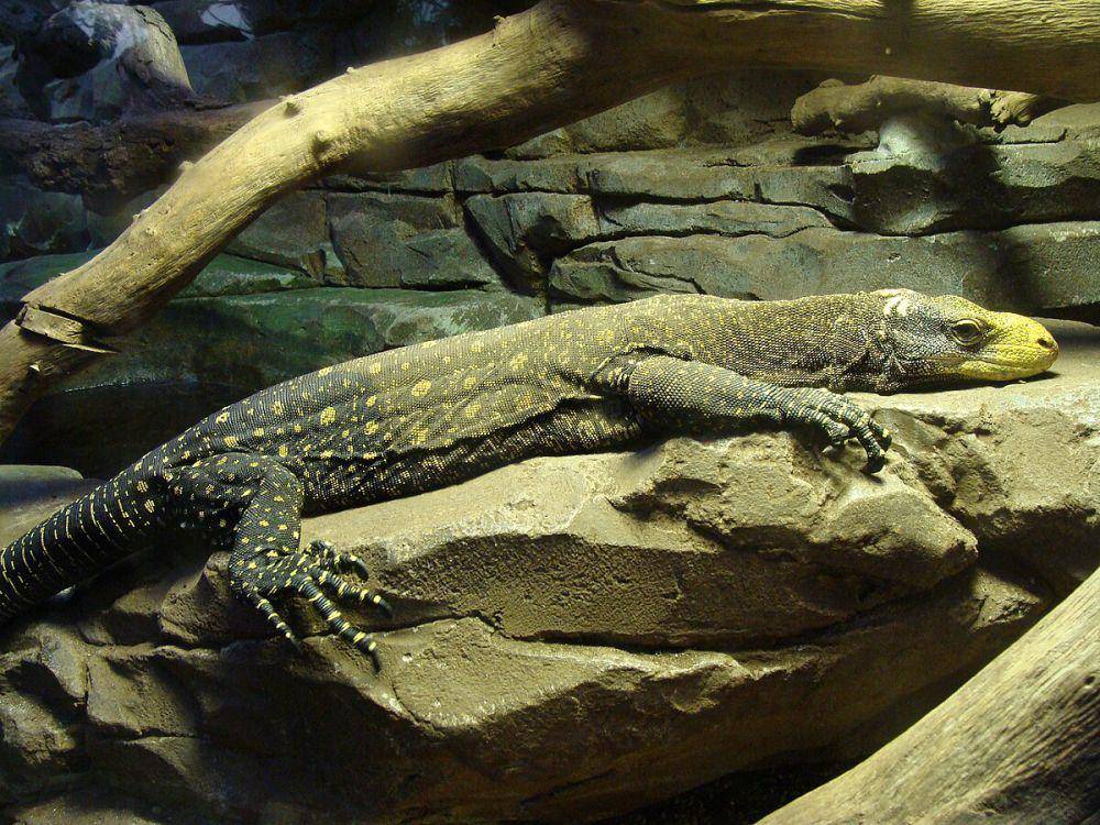 Biawak papua di penangkaran (en.wikipedia.org)