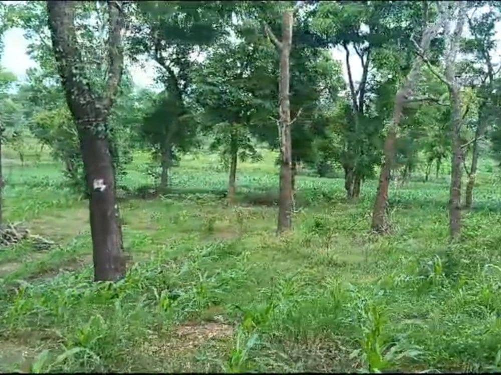 Kawasan hutan lindung Sekaroh ditanami jagung (IDN Times/Istimewa)