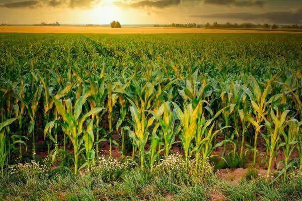 Ilustrasi ladang jagung.Pixabay