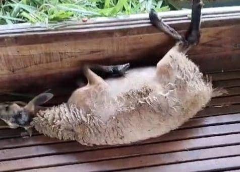 Heboh, Belasan Kambing di Ngawi Mati Mendadak