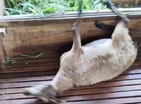 Belasan kambing di Desa Majasem, Kecamatan Kendal, Kabupaten Ngawi dilaporkan mati mendadak. IDN Times/ Istimewa.