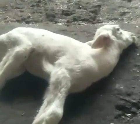 Belasan kambing di Desa Majasem, Kecamatan Kendal, Kabupaten Ngawi dilaporkan mati mendadak. IDN Times/ Istimewa.