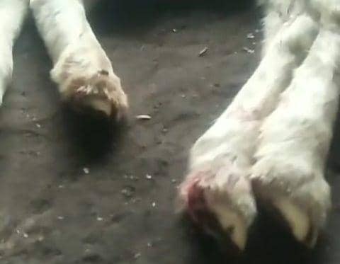 Belasan kambing di Desa Majasem, Kecamatan Kendal, Kabupaten Ngawi dilaporkan mati mendadak. IDN Times/ Istimewa.