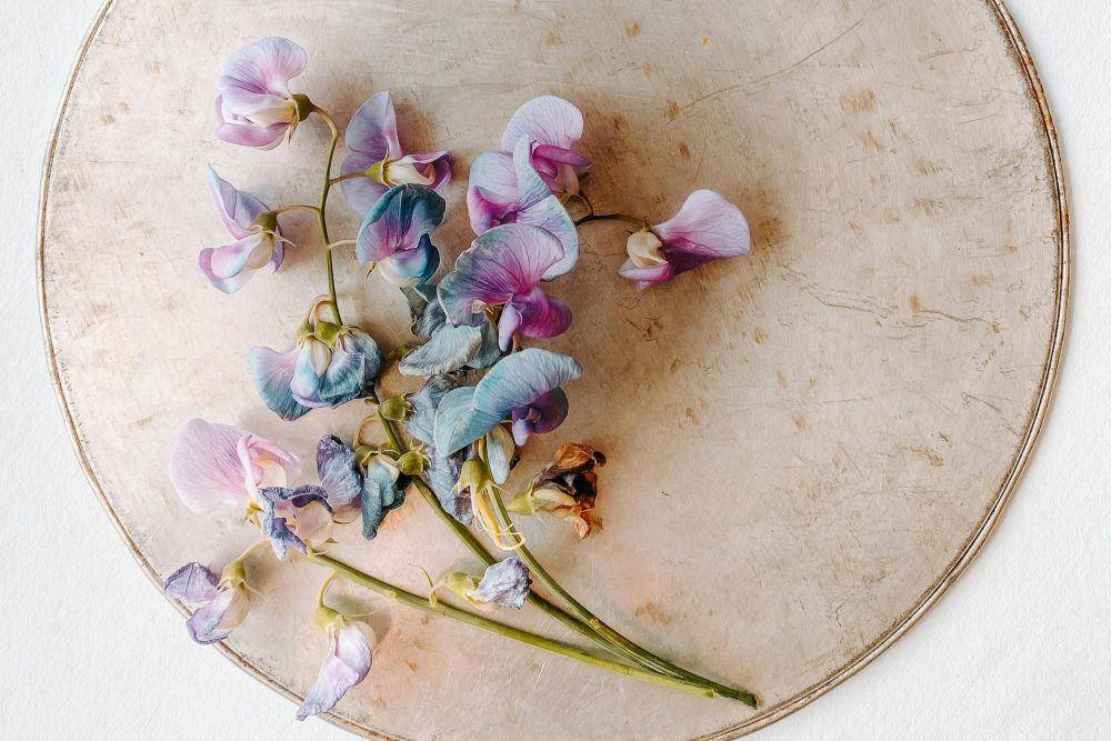 ilustrasi sweet pea (pexels.com/Agnese Lunecka)