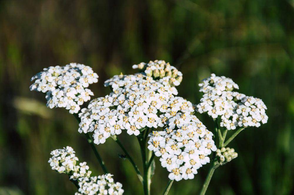 ilustrasi yarrow (pexels.com/Brett Sayles)