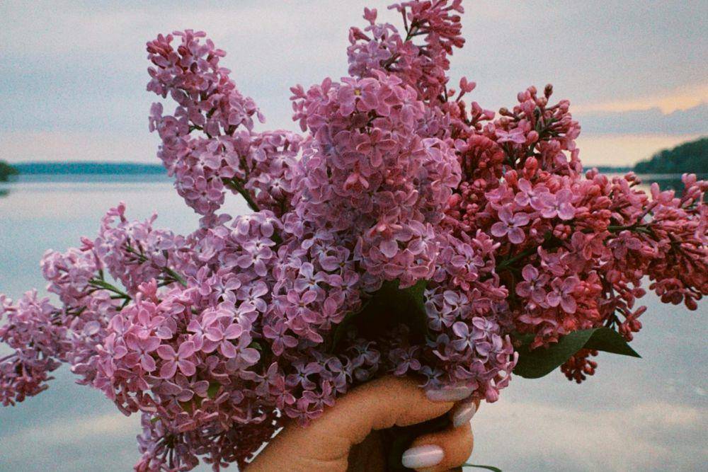 ilustrasi bunga lilac (pexels.com/Kate St)