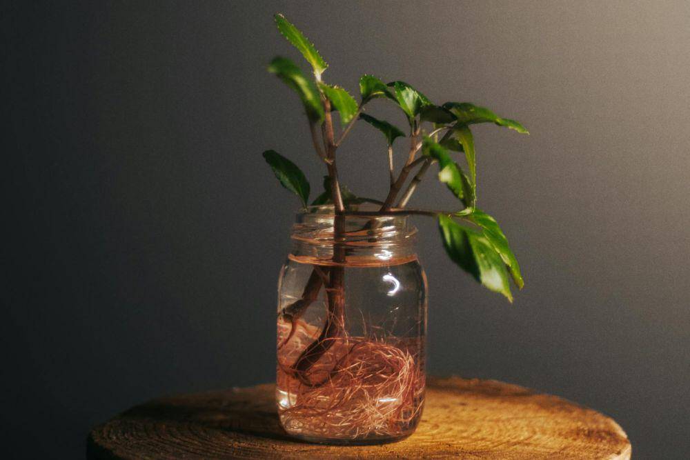 ilustrasi tanaman di botol kaca (pexels.com/@seyfidurmaz)