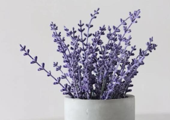 5 Jenis Bunga yang Cocok untuk Ruangan Minimalis