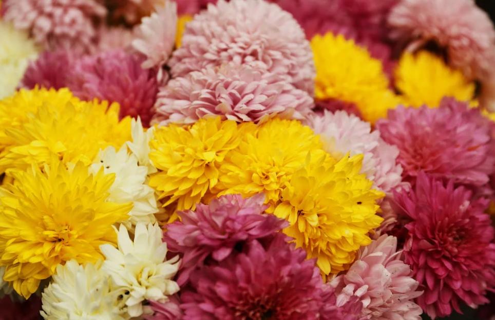5 Jenis Bunga Cantik untuk Menghias Meja Makan saat Imlek