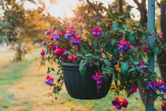 ilustrasi fuchsia (pexels.com/Erik Mclean)