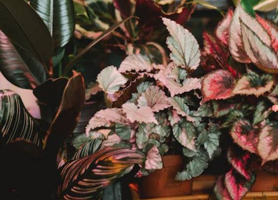 ilustrasi begonia (pexels.com/Yaroslav Shuraev)