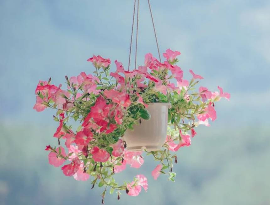 ilustrasi petunia (pexels.com/Min An)