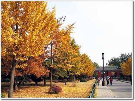 Taman Ditan, Beijing (https://www.tour-beijing.com/)