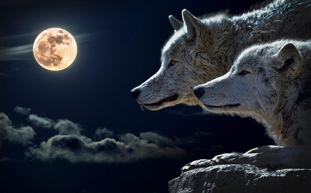 5 Fakta Wolf Moon, Bulan Serigala yang Muncul pada 14 Januari 2025