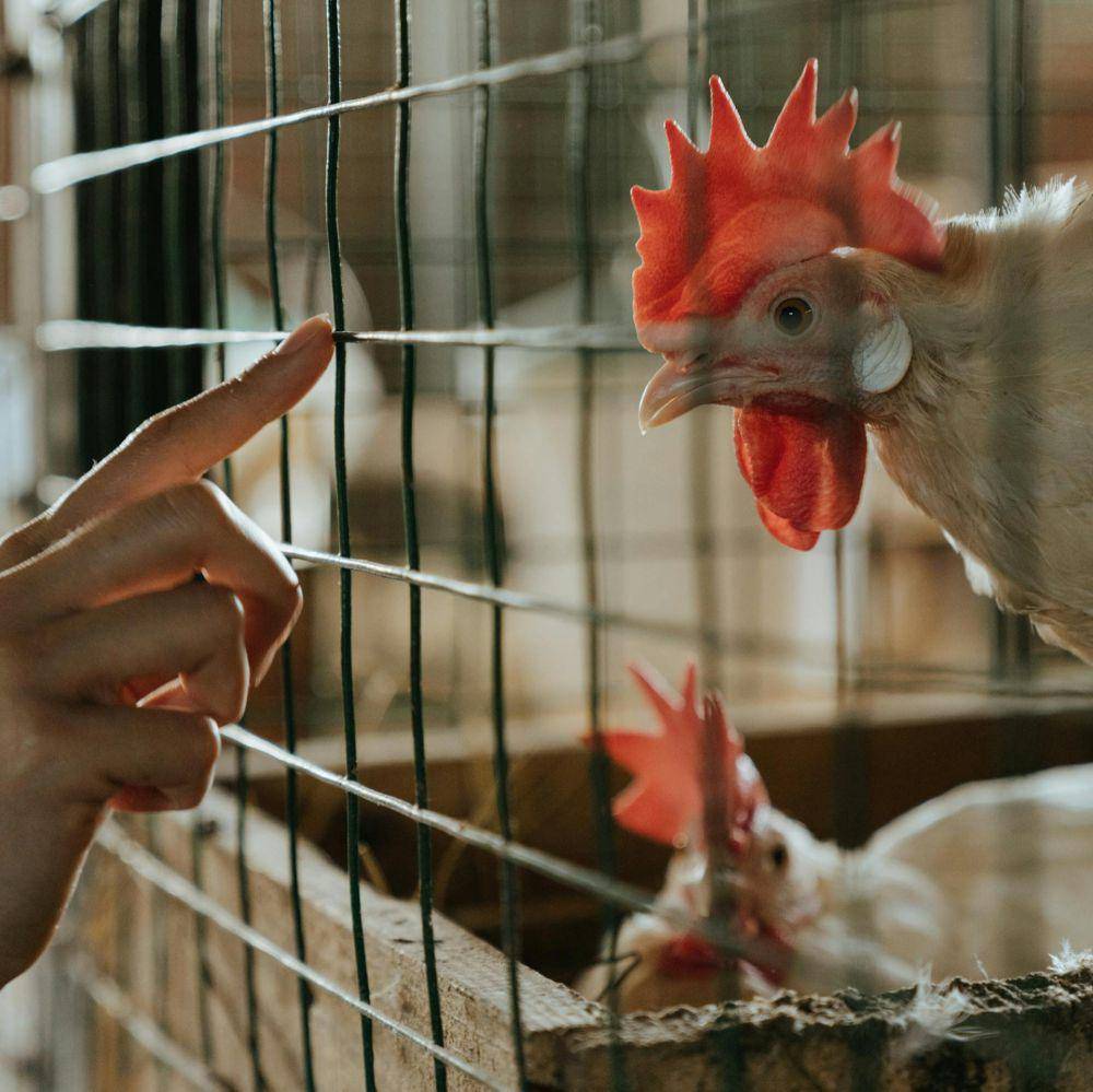peternakan ayam (pexels.com/cottonbro studio)