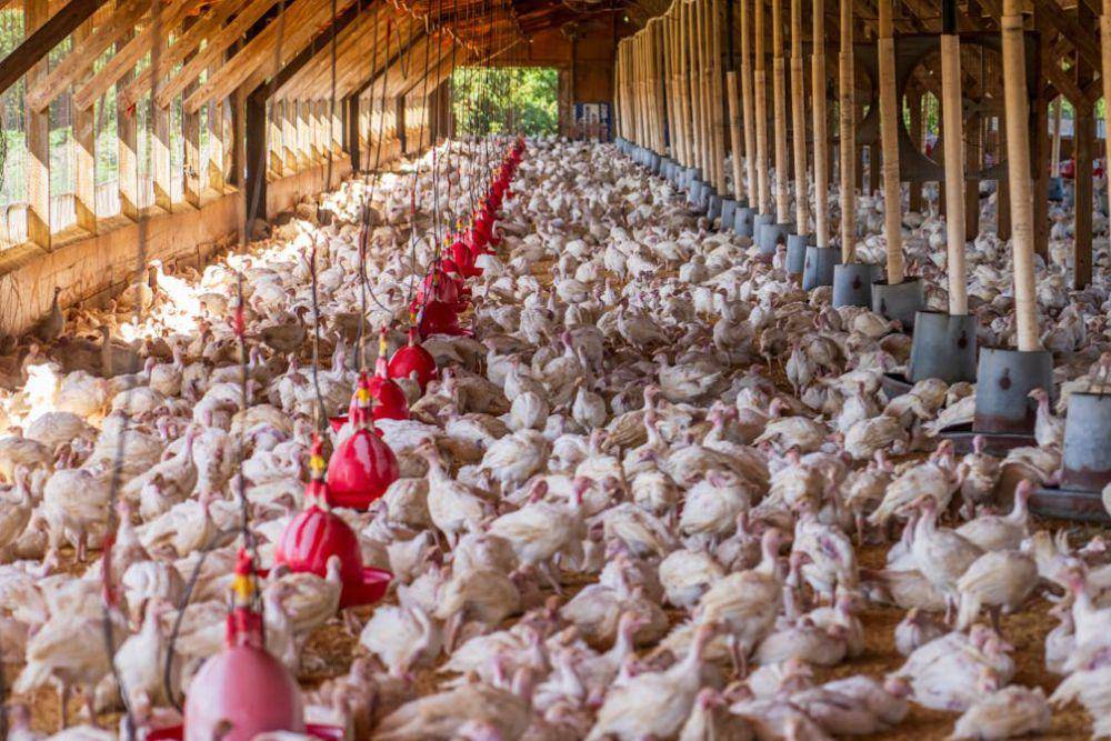 peternakan ayam (pexels.com/Mark Stebnicki)