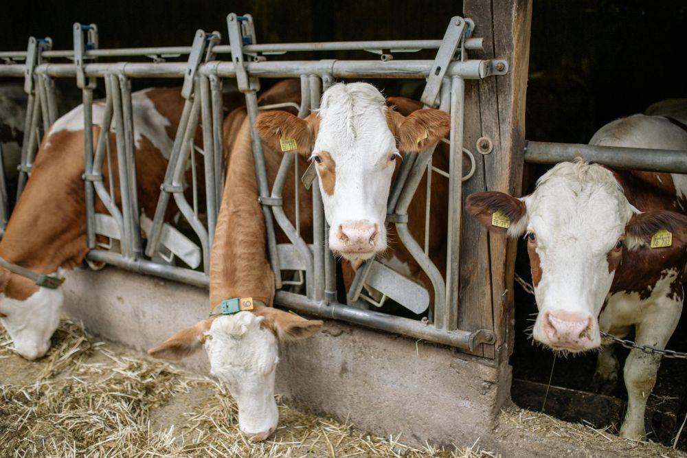 10 Sisi Gelap CAFO, Industri Peternakan Modern yang Diminati
