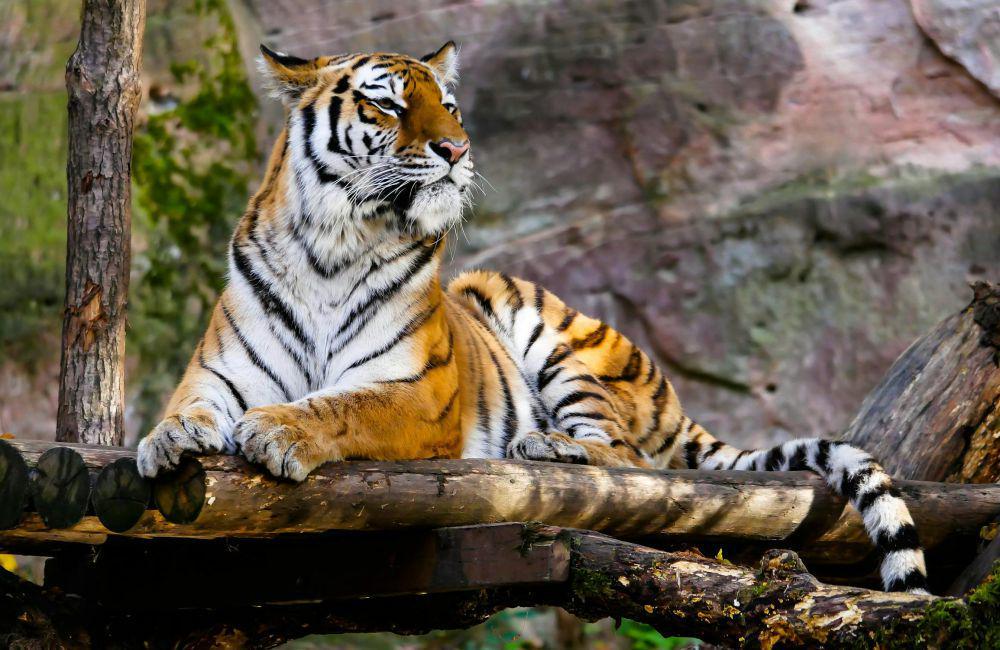 5 Fakta Ilmiah dari Cara Harimau dalam Berburu, Agresif!