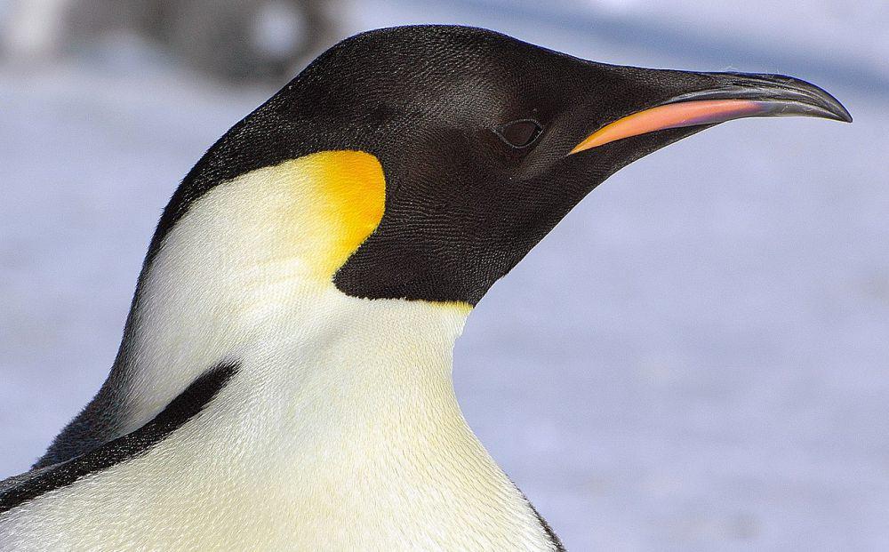 5 Spesies Penguin Terbesar, Tingginya Hampir Setara dengan Manusia!