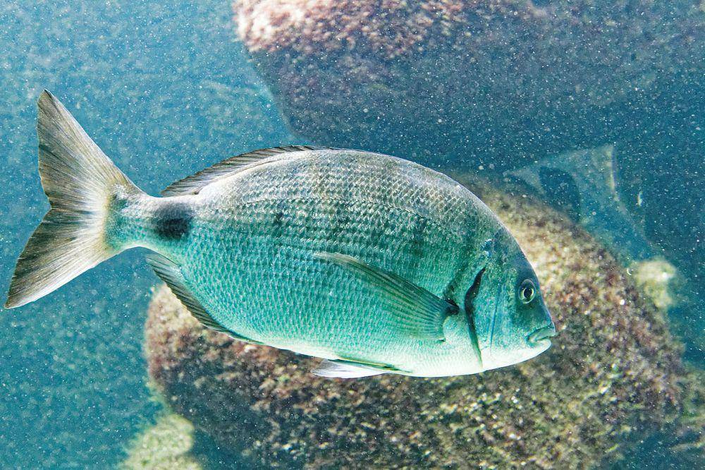 Ikan sargo (commons.wikimedia.org/Thesupermat)