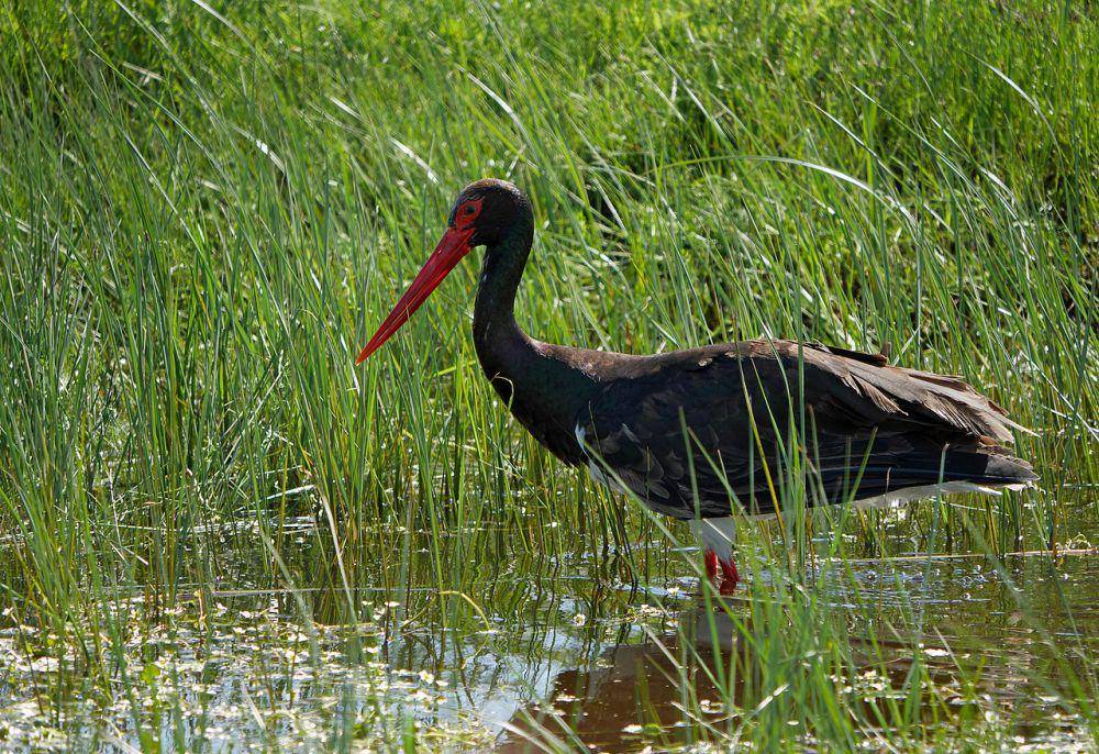 Bangau hitam (commons.wikimedia.org/Frank Vassen)