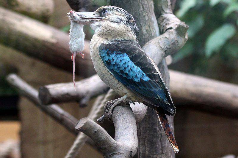 seekor kukabura sayap biru yang berhasil menangkap tikus kecil (commons.wikimedia.org/Dmitrij Rodionov)