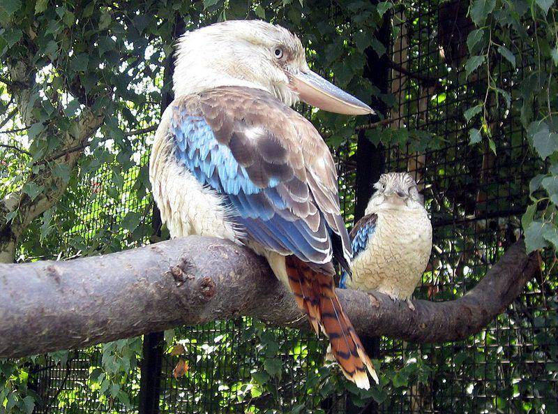 Di balik penampilan tangguh mereka, ternyata kukabura sayap biru ternyata termasuk jenis burung yang hidup secara berkelompok. (commons.wikimedia.org/Dezidor)