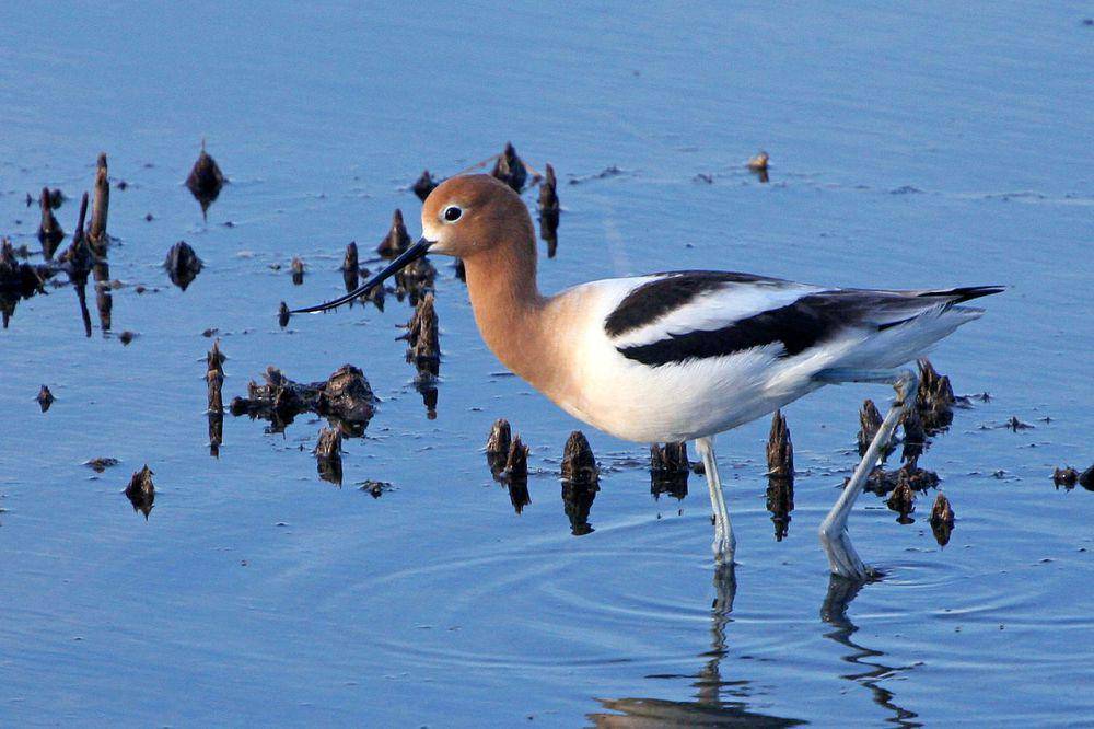 Avocet amerika (commons.wikimedia.org/USFWS Mountain-Prairie)