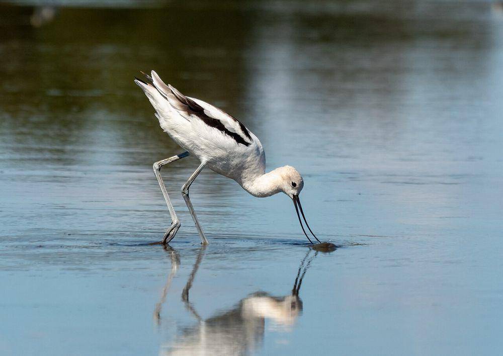 Avocet amerika (commons.wikimedia.org/Rhododendrites)
