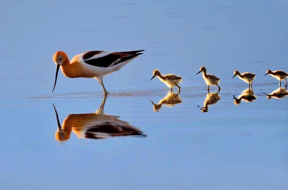 Avocet amerika (commons.wikimedia.org/Great Sand Dunes National Park and Preserve)