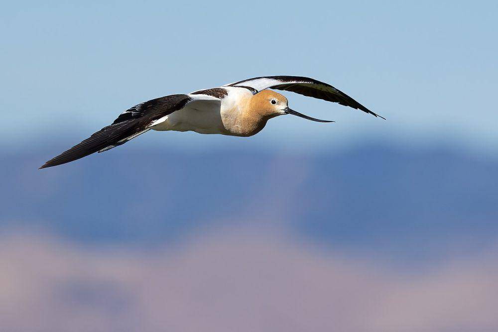 Avocet amerika (commons.wikimedia.org/Frank Schulenburg)