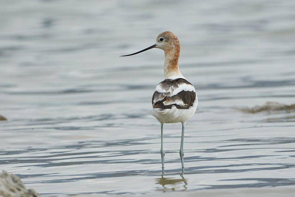 Avocet amerika (commons.wikimedia.org/Ant.tab)