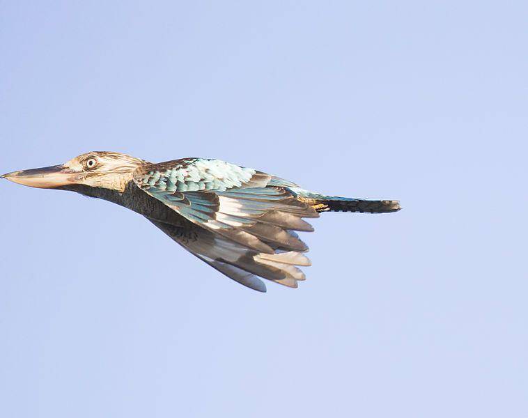 potret kukabura sayap biru ketika sedang terbang (commons.wikimedia.org/Jim Bendon)