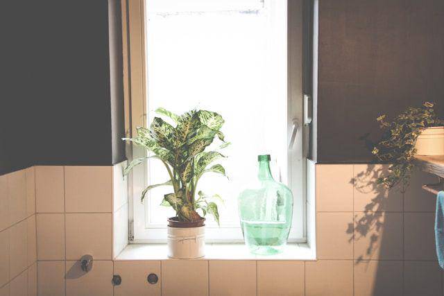 ilustrasi tanaman di kamar mandi (unsplash.com/Brina Blum)