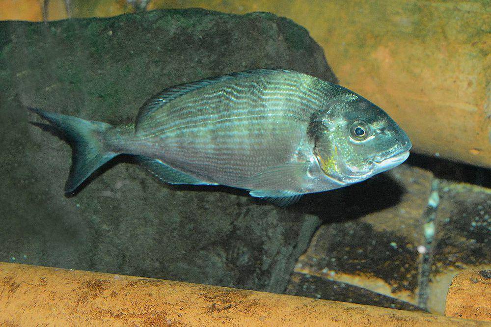 Ikan sargo (commons.wikimedia.org/Ecomare/Salko de Wolf)