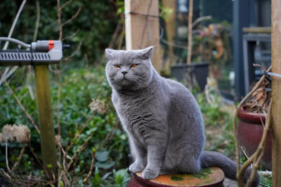 10 Fakta Kucing British Short Hair, Pernah Hampir Punah