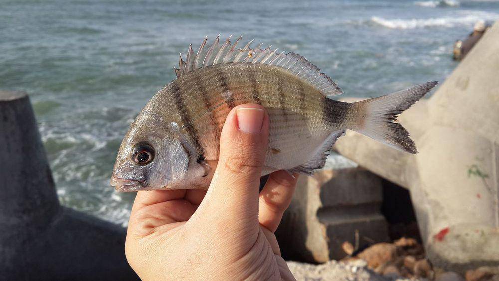 Ikan sargo (commons.wikimedia.org/Ahmed Hagrasi)