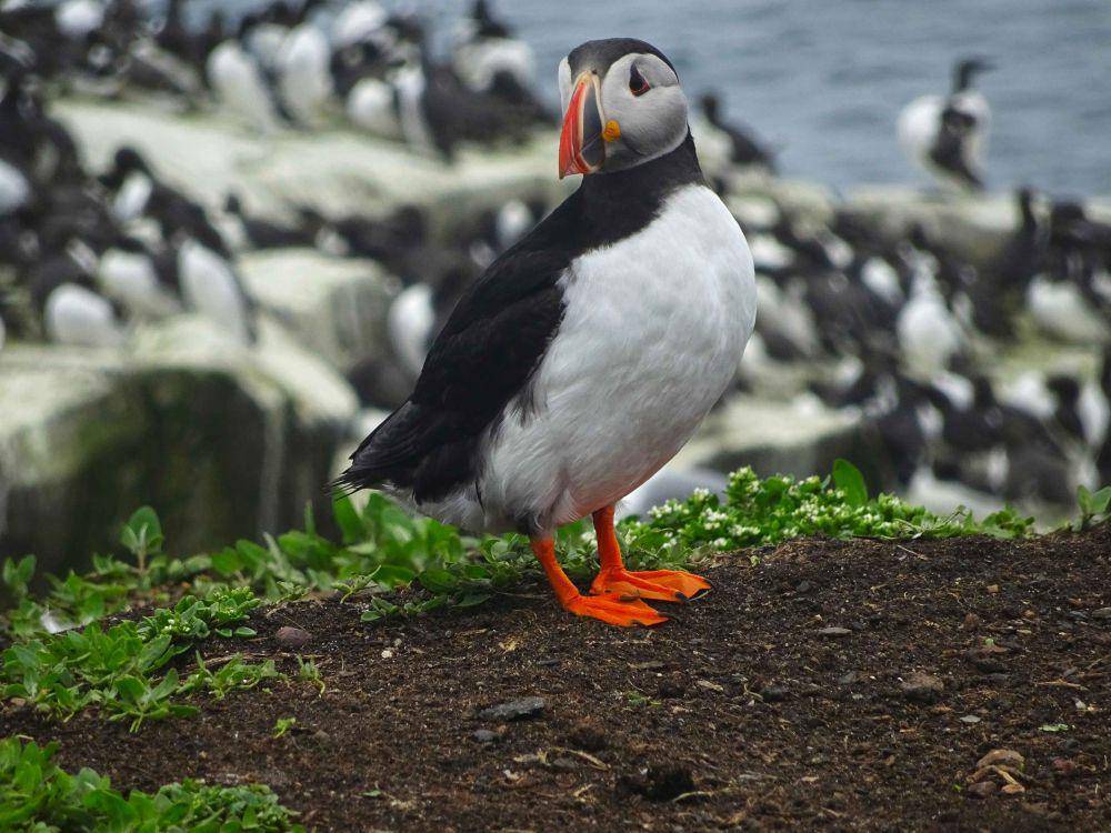 Ilustrasi burung puffin (pexels.com/Chinstrap P)