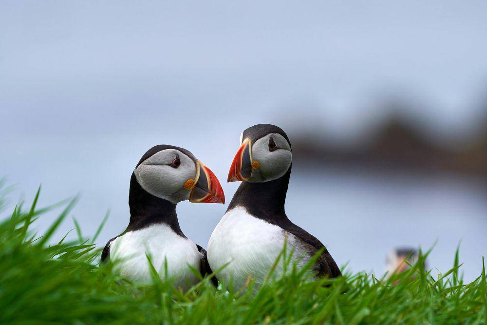 Ilustrasi pasangan burung puffin (pexels.com/Robert Pügner)