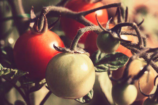 4 Tanaman Ini Cocok untuk Bikin Kebun Sayur di Balkon, Cepat Panen!