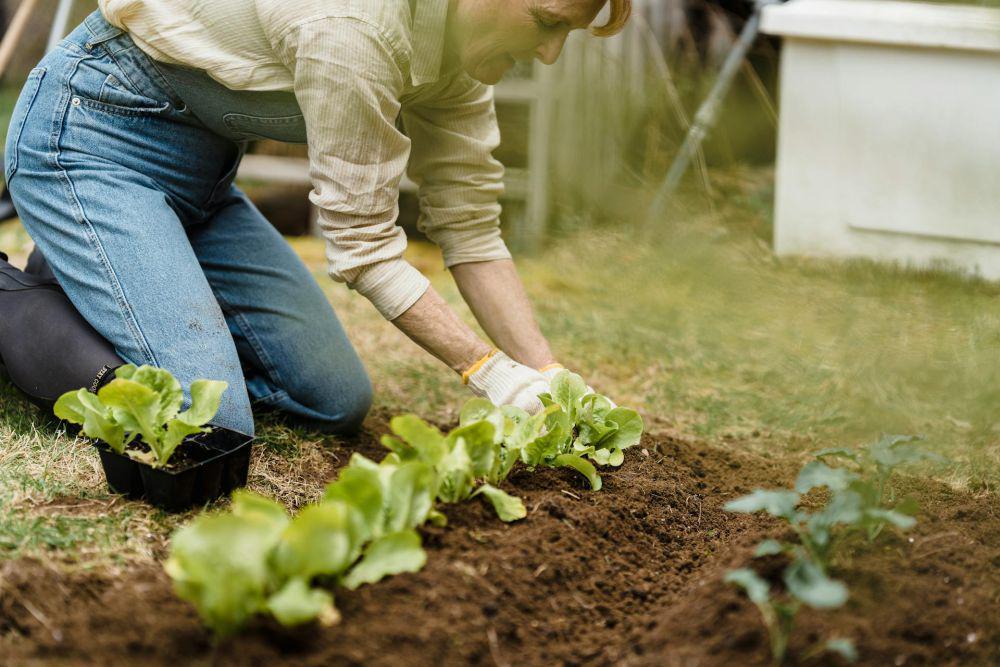 6 Tips Menjaga Drainase Tanaman di Musim Hujan, Mudah Kok!