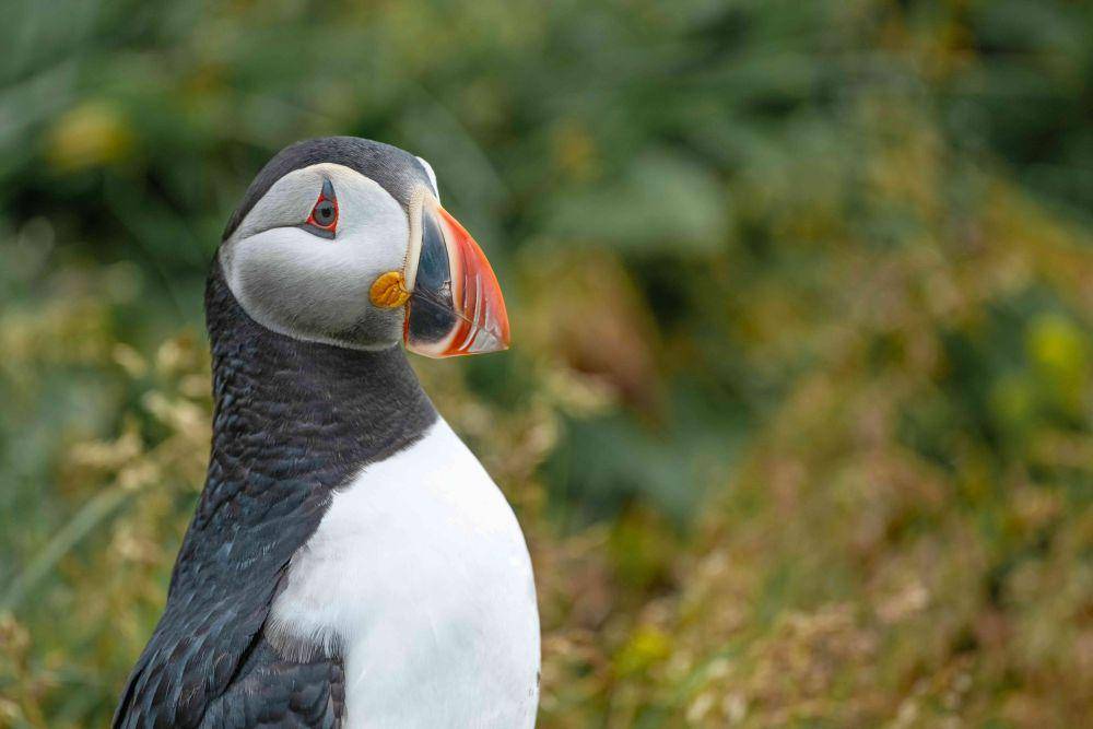 Ilustrasi burung puffin (pexels.com/Miguel Cuenca)