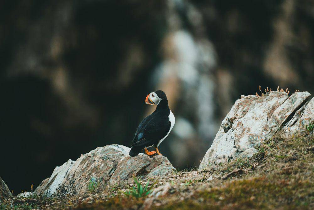 Ilustrasi burung puffin (pexels.com/Jonathan Cooper)