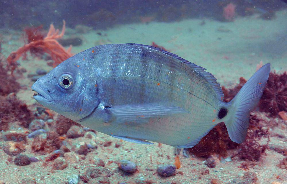 Ikan sargo (commons.wikimedia.org/Diego Delso)