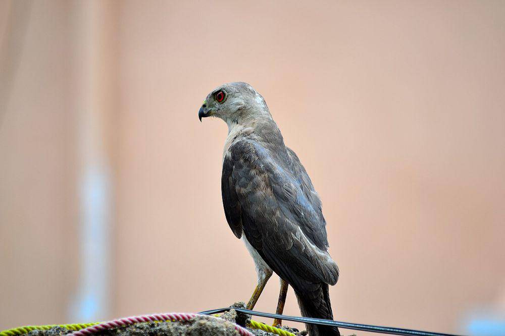 Shikra (commons.wikimedia.org/Thangaraj Kumaravel)