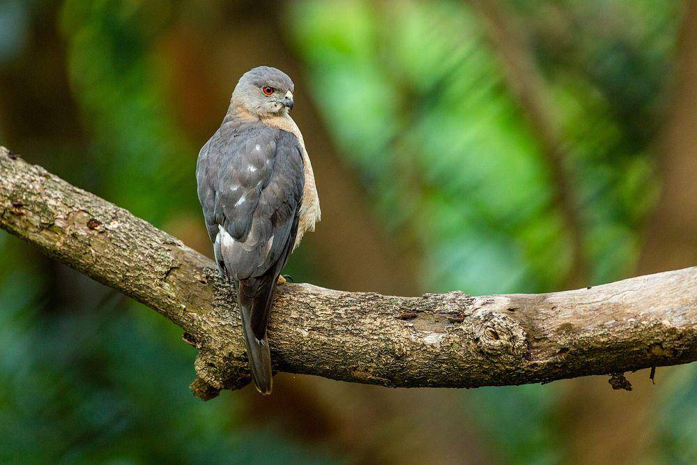 Shikra (commons.wikimedia.org/Rana Belur dan Sugandhi Gadadhar)